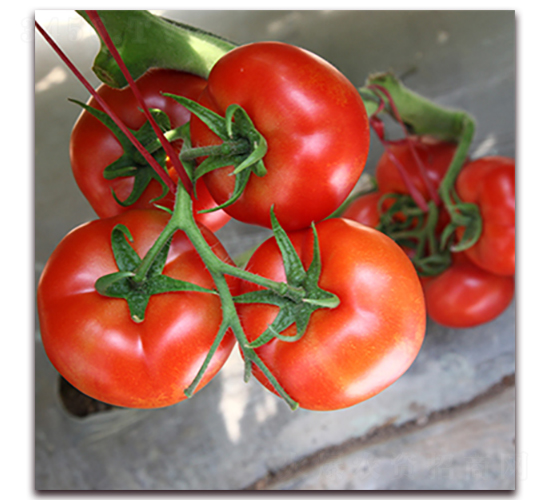 ����-�t�����ѷN��-��ʢԪ