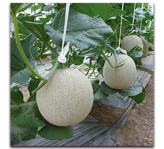 �t�ۃ�-��ϷN��-��ʢԪ