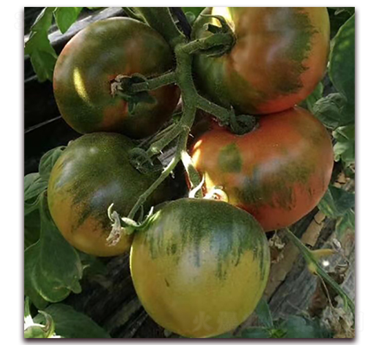 �`����-��ϷN��-��ʢԪ