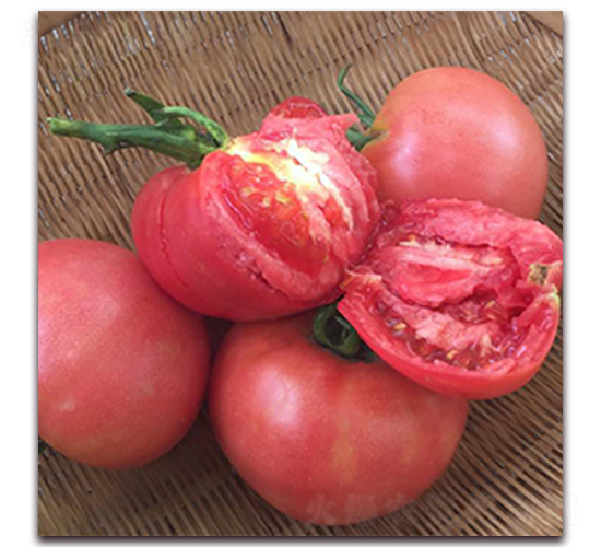 �����۷�-���ѷN��-��ʢԪ