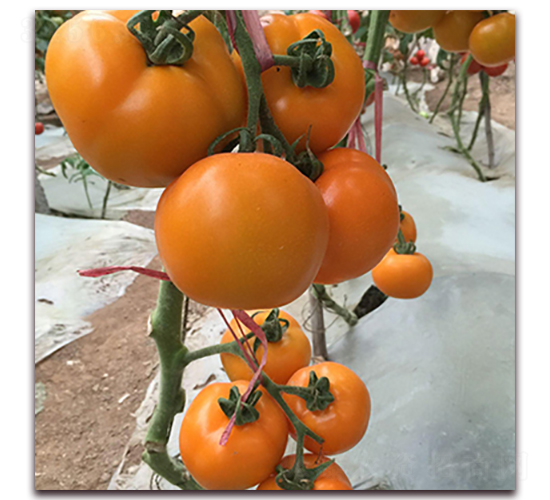 ̩����ɏ-���ѷN��-��ʢԪ