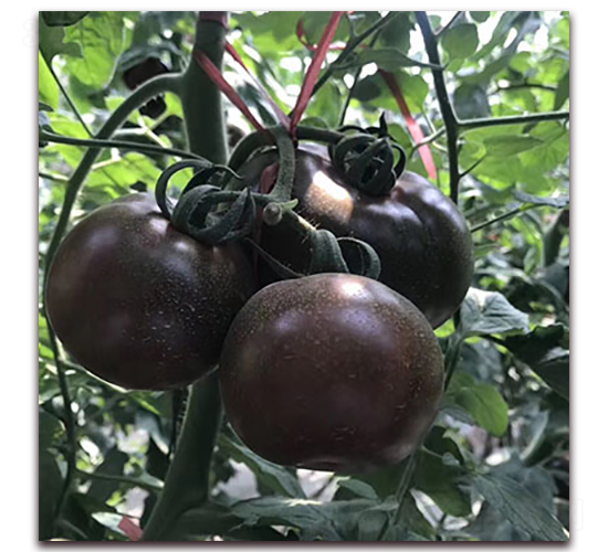 �ϷǺ��@-���ѷN��-��ʢԪ