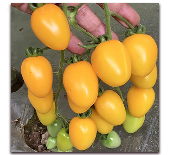 �S��ؐ-���ѷN��-��ʢԪ