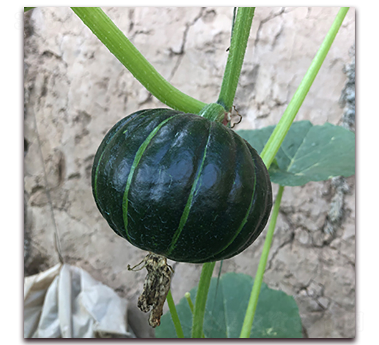 �ձ�5̖(h��o)-�ϹϷN��-��ʢԪ