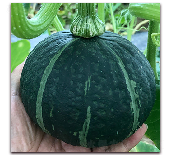 �����m1319-�ϹϷN��-��ʢԪ