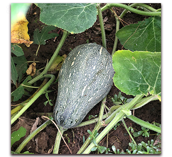 日本旺財-南瓜種子-瑞盛元