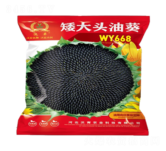 WY668-向日葵種子-沃育農(nóng)業(yè)