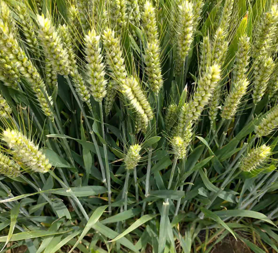 百農(nóng)207-小麥種子-金運(yùn)種業(yè)