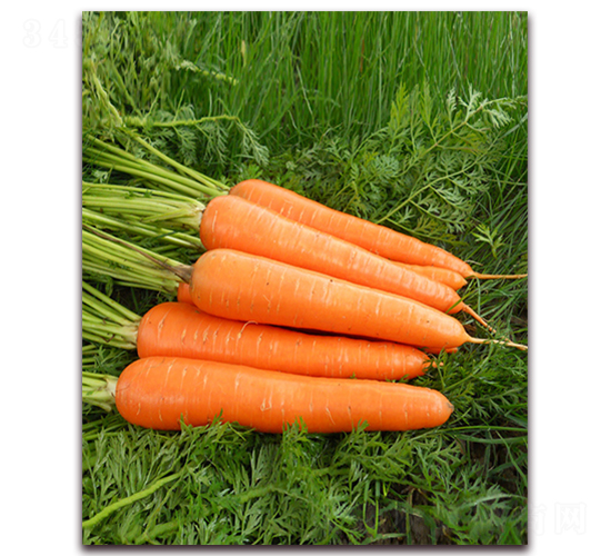 �t�S808-���}���N��-���r(n��ng)���v