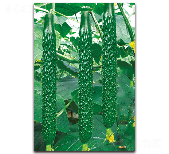 �n��һ̖-�S�ϷN��-���r(n��ng)���v