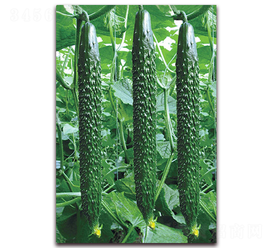 �n����̖(h��o)-�S�ϷN��-���r(n��ng)���v