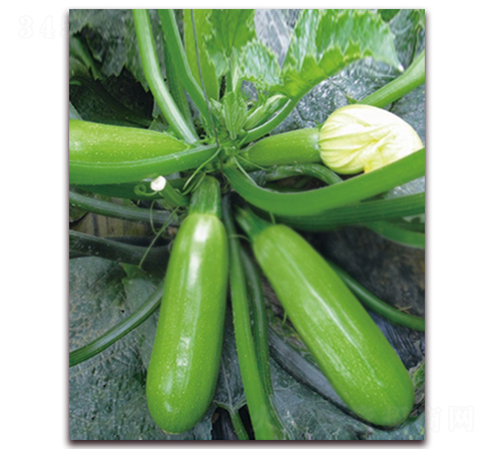 �����Ĺ�-�����J�N��-���r(n��ng)���v