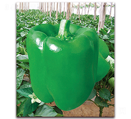 �G��һ̖-�𽷷N��-���r(n��ng)���v