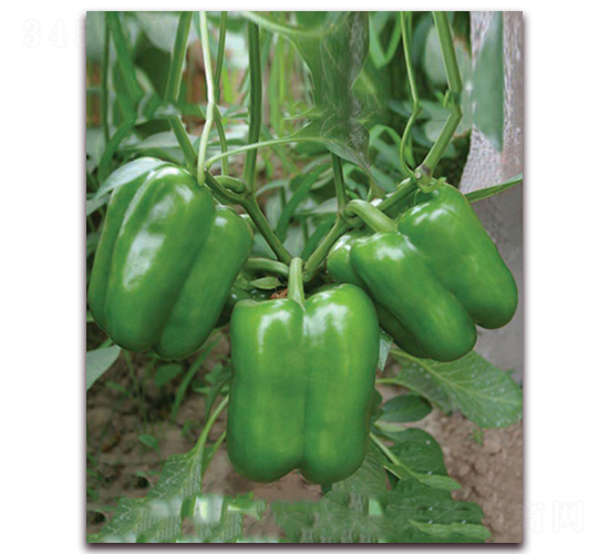 �G��һ̖(h��o)-�𽷷N��-���r(n��ng)���v