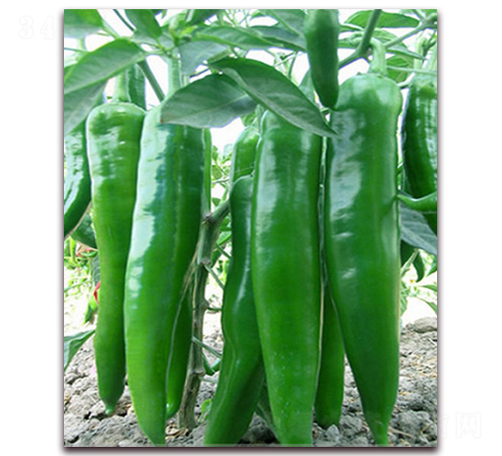 �Խ�һ̖-ţ�ǽ��N��-���r(n��ng)���v