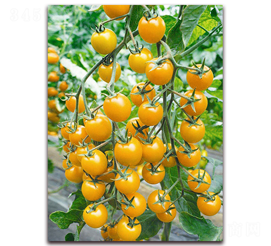 �����S��̖(h��o)F1-�S���ҷ��ѷN��-���r(n��ng)���v