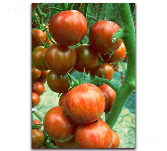 �����1F1-��ɫС���ѷN��-���r(n��ng)���v