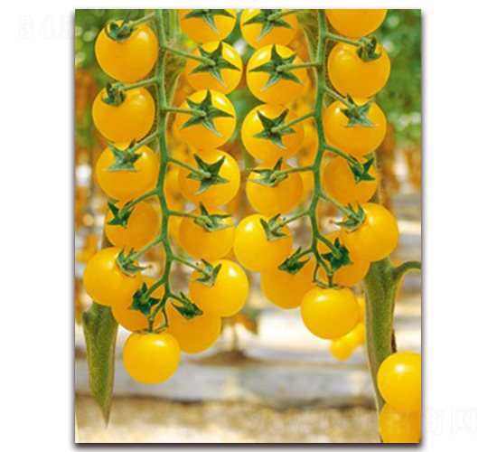 �����Sһ̖F1-�S����С���ѷN��-���r(n��ng)���v