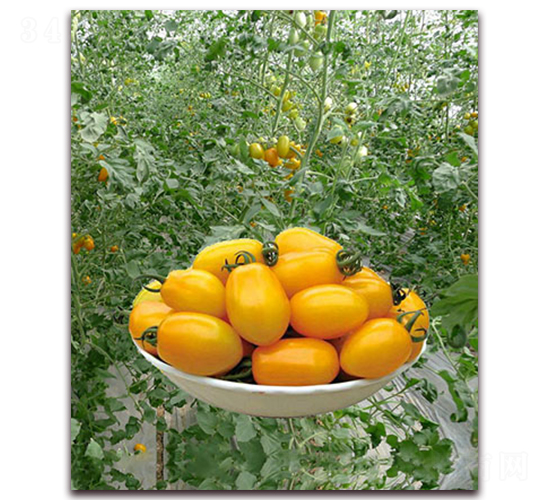 ����һ̖F1-�SɫС���ѷN��-���r(n��ng)���v