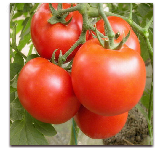 ���F1-�t�����ѷN��-���r(n��ng)���v