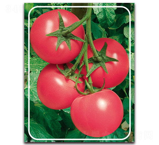 ����F1-�p���۹����ѷN��-���r���v