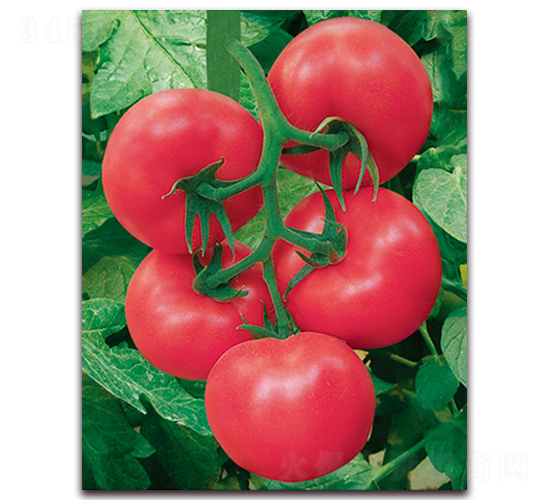 �W˹��F1-��TY�߮a(ch��n)�۹����ѷN��-���r���v