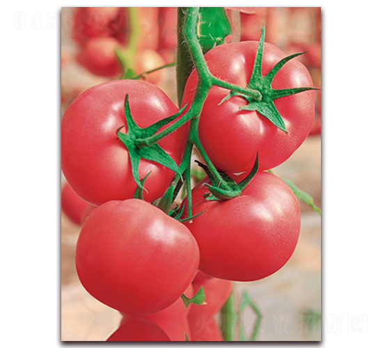 ���m�����̖F1-����۹����ѷN��-���r(n��ng)���v