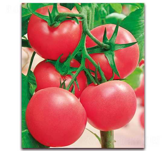 ���m�޷�F1-�����Ժ�Ӳ�۷��ѷN��-���r(n��ng)���v