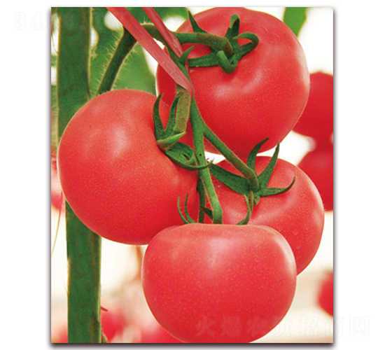 新荷蘭硬粉F1-高硬度粉果番茄種子-中農(nóng)天騰