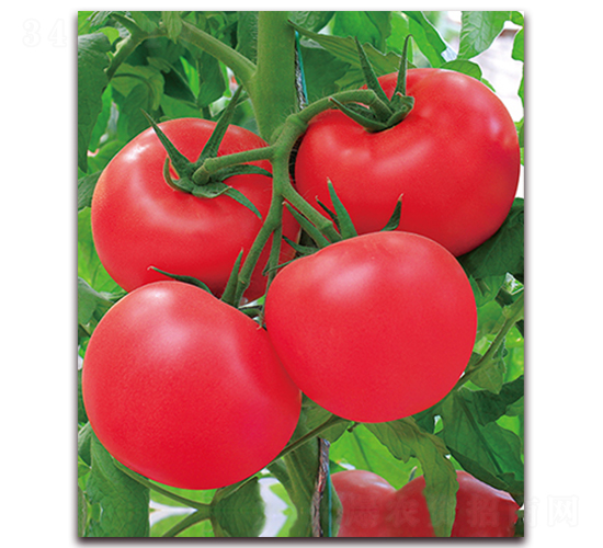 �º��m�޷�-����۹����ѷN��-���r(n��ng)���v