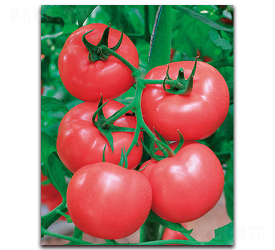 ���r(n��ng)��̖(h��o)-����ͷ۹����ѷN��-���r(n��ng)���v