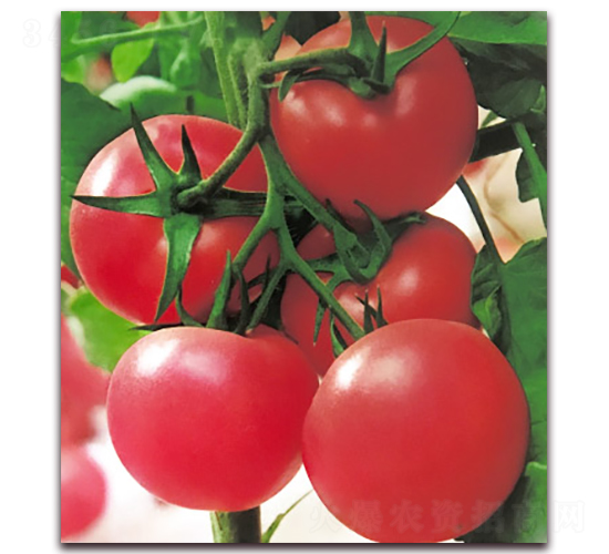 ���m������̖-����۹����ѷN��-���r(n��ng)���v