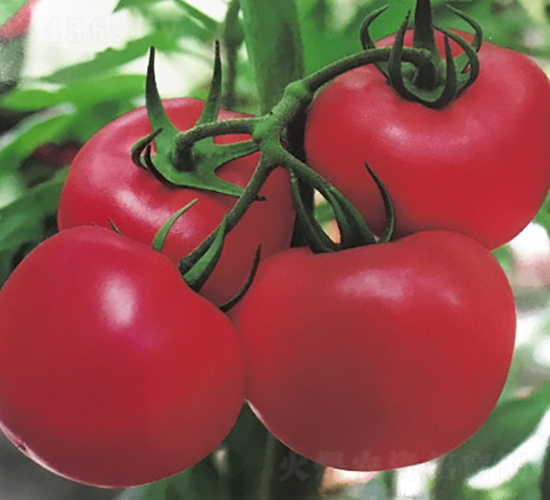 ���r(n��ng)��̖(h��o)-�����߮a(ch��n)���ѷN��-���r(n��ng)���v