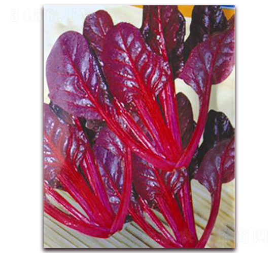 紅葉甜菜-甜菜種子-宏偉種業(yè)