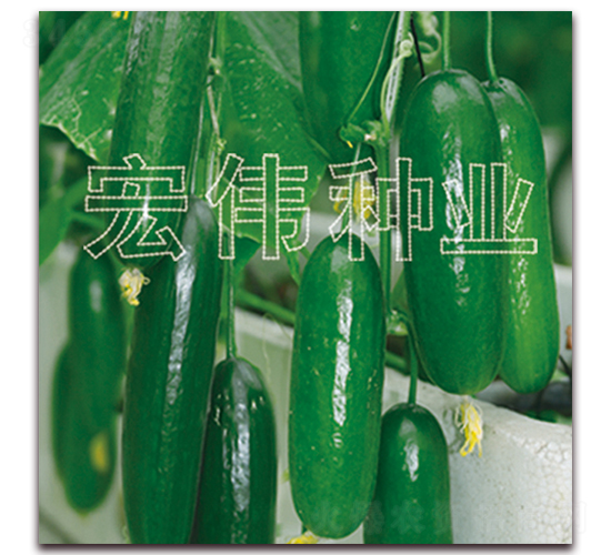 ���m��̖-�S�ϷN��-�ꂥ�N�I(y��)