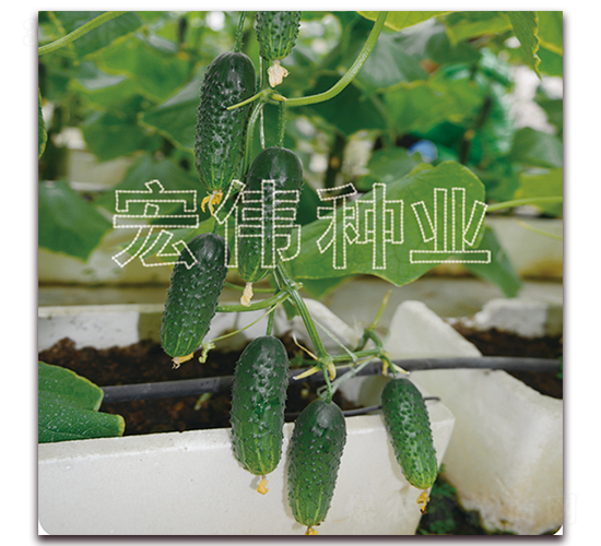 ��ɯһ̖(h��o)-�S�ϷN��-�ꂥ�N�I(y��)