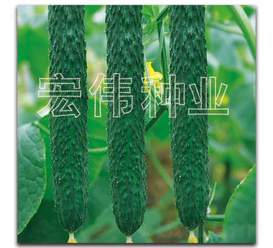 ���m36-�S�ϷN��-�ꂥ�N�I(y��)