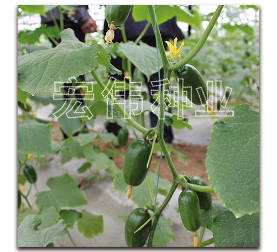 ����-�S�ϷN��-�ꂥ�N�I(y��)