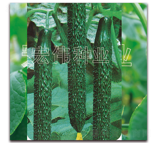 ���m35-�S�ϷN��-�ꂥ�N�I(y��)