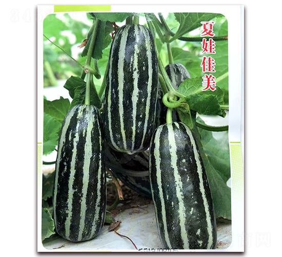 ���޼���-��ϷN��-�ꂥ�N�I(y��)