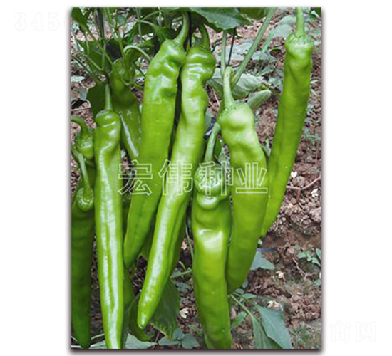 ����6̖-�����N��-�ꂥ�N�I(y��)