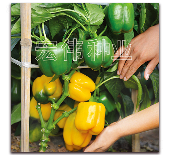 �����oһ̖-�����N��-�ꂥ�N�I(y��)