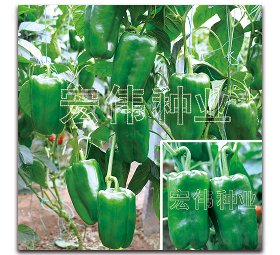 �P��168-�����N��-�ꂥ�N�I(y��)