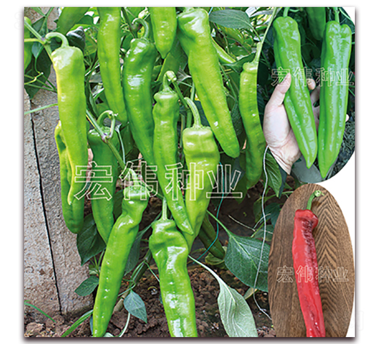 ����1617-�����N��-�ꂥ�N�I(y��)