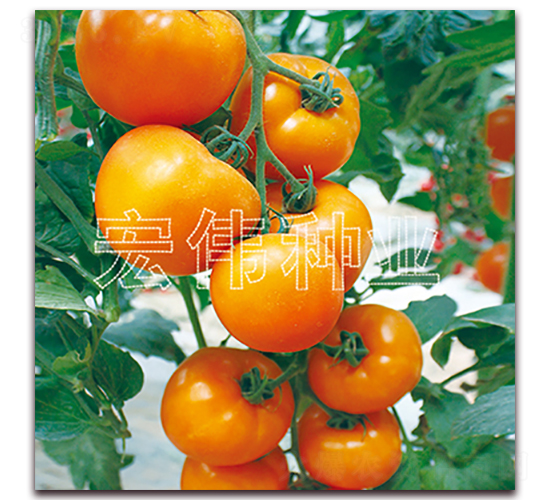 ��۶�̖-�������t���N��-�ꂥ�N�I(y��)