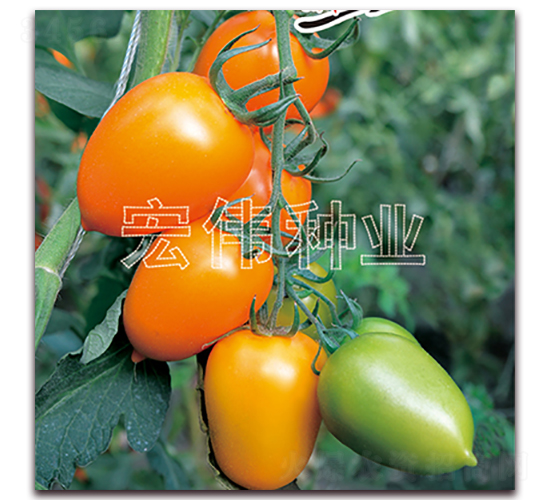 ��ţһ̖-�������t���N��-�ꂥ�N�I(y��)