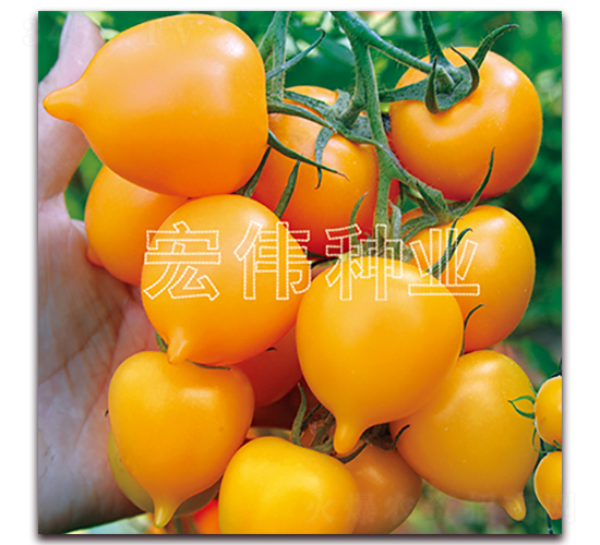 ����һ̖-�������t���N��-�ꂥ�N�I(y��)