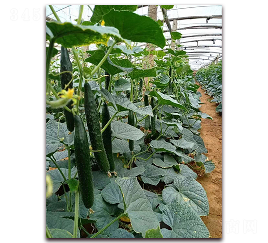 �S��-�S�ϷN��-���R�߿�