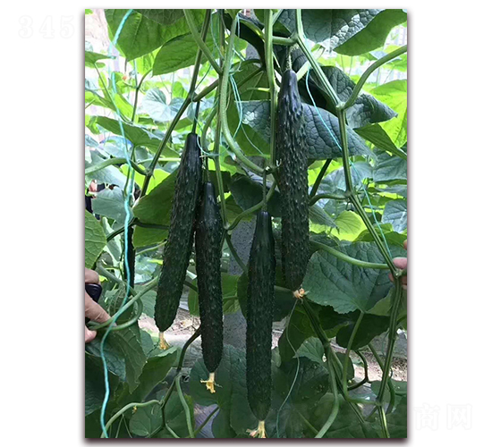 ����-�S�ϷN��-���R�߿�