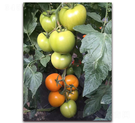 ������-���t���N��-���R�߿�